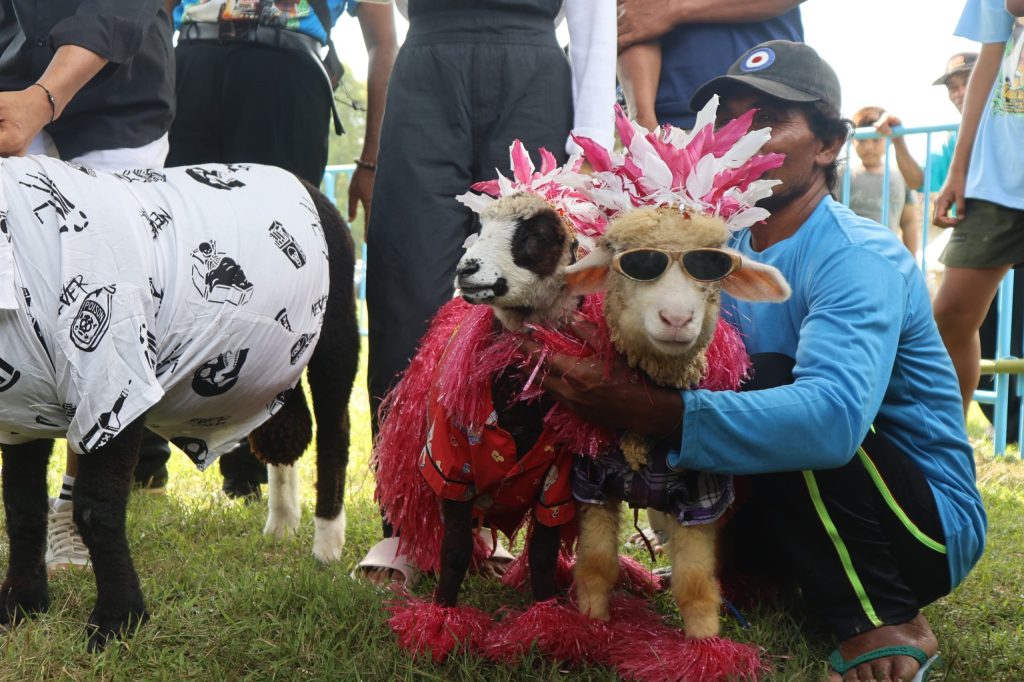 Ratusan Domba dan Kambing Peternak Jatim Ikut Kontes Perebutkan Piala Bupati&nbsp;Banyuwangi